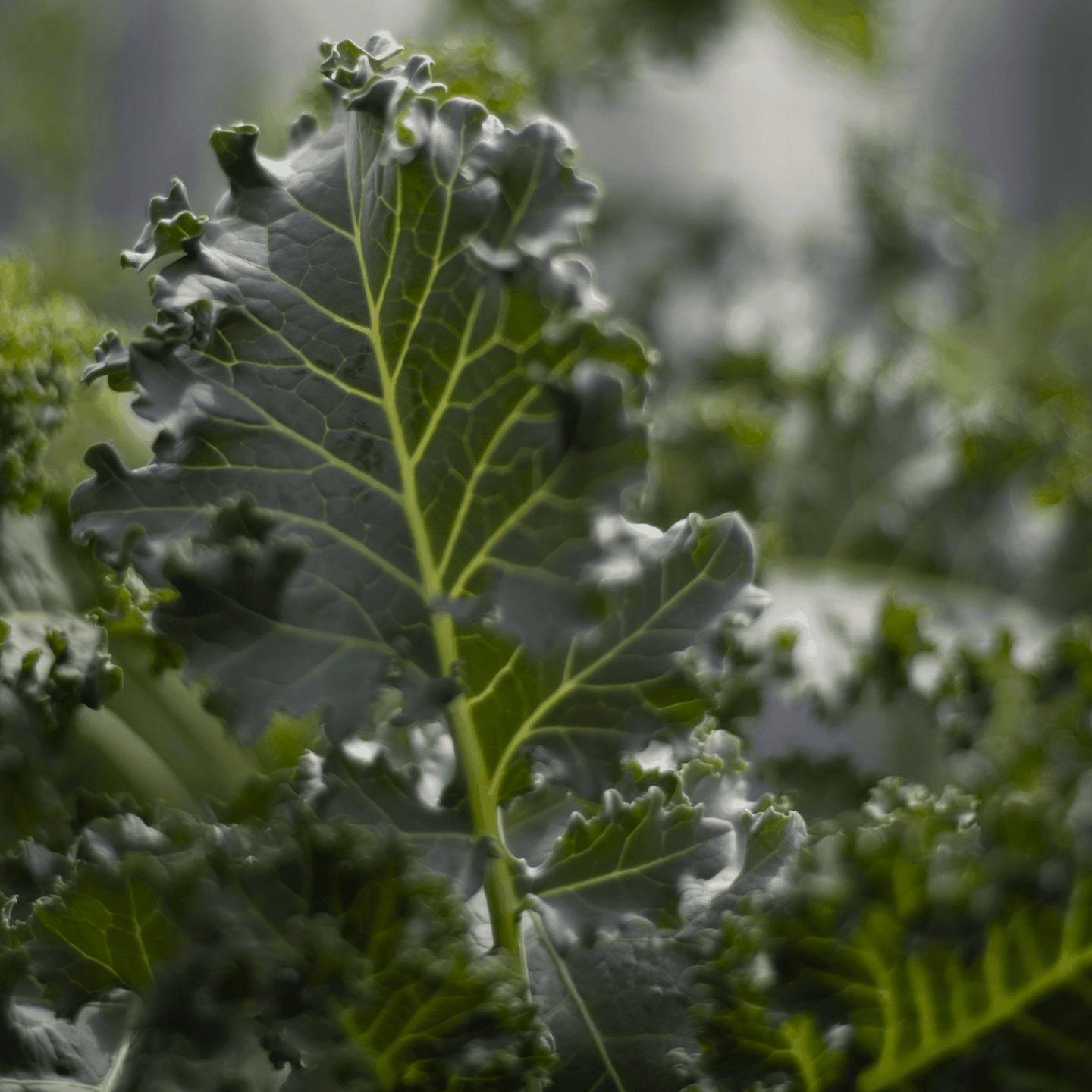 Dwarf Kale Seeds Pack